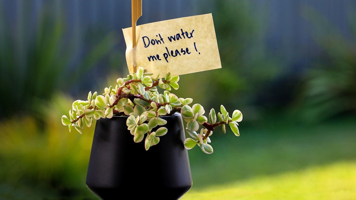 Do not water sign on indoor plant with blurred background